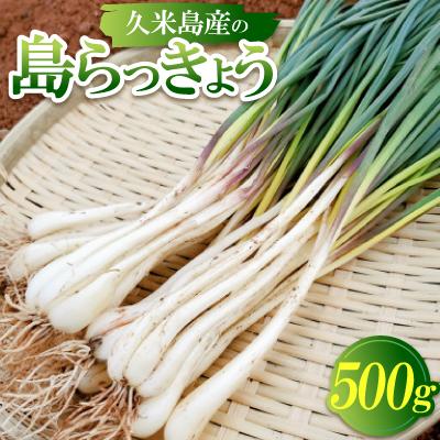 ふるさと納税 久米島町 [2026年1月から順次発送]久米島産の島らっきょう500g