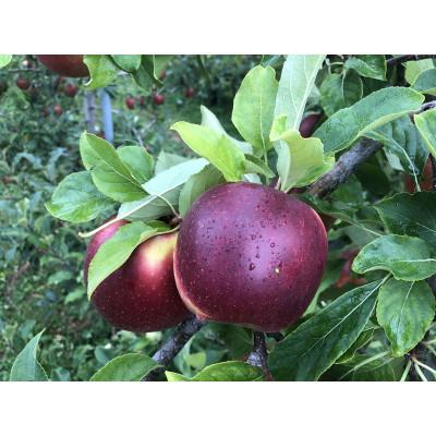 ふるさと納税 黒石市 青森りんご 恋空(こいぞら) 家庭用 約5kg お盆の頃に収穫 真夏の本格派りんご 約18個入り