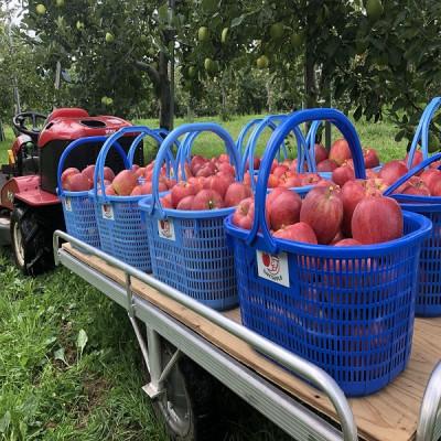 ふるさと納税 黒石市 青森県産 シナノレッド 贈答用 約3kg 夏の暑さに合う、果汁溢れる爽やかな酸味のりんご