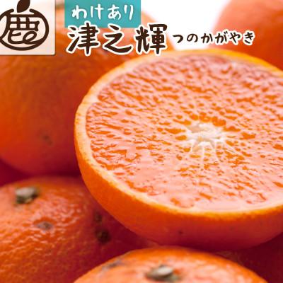 ふるさと納税 美浜町 家庭用 津之輝1kg+250g(傷み補償分)[訳あり][つのかがやき][せとかに似た柑橘]