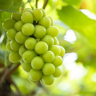 ふるさと納税 山鹿市 【数量限定】 シャインマスカット 約3kg(6〜8房) 【社方園】 マスカット ZBZ014の画像
