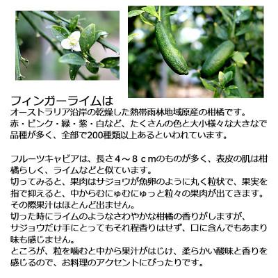 ふるさと納税 土佐市 《白木果樹園産》 フィンガーライム おまかせ