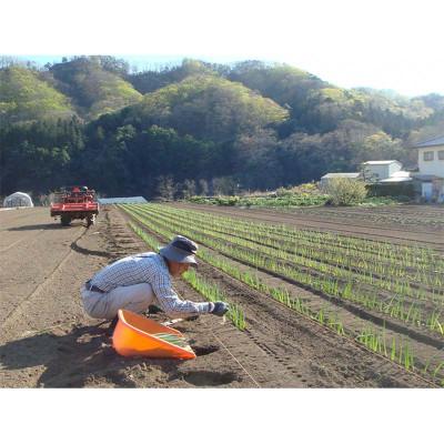 ふるさと納税 下仁田町 下仁田町特産「下仁田ねぎ」 Lサイズ(太さ2.9cm〜3.2cm)大箱 20本入り