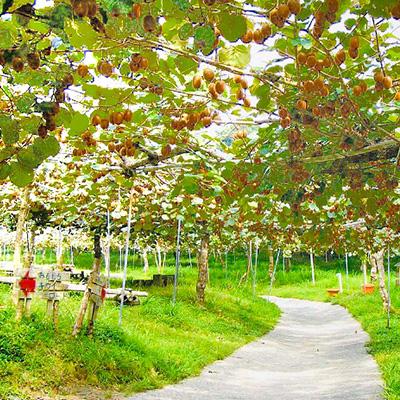 ふるさと納税 掛川市 掛川産カラフルキウイ2種6個セット 期間限定キウイフルーツカントリーJapan　5880_2
