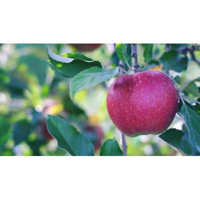 ふるさと納税 松川村 [2026年先行予約]訳あり 家庭用 紅玉 約5kg