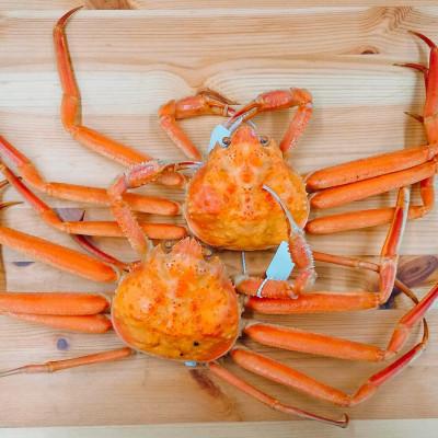 ふるさと納税 射水市 [富山県新湊産]ボイル本ずわい蟹姿(約500g)×2尾