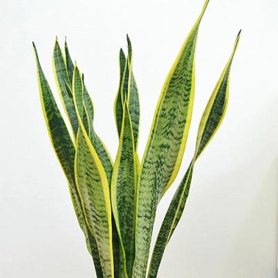 ふるさと納税 大村市 観葉植物 サンスベリアセラート6号_1