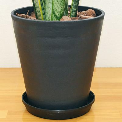ふるさと納税 大村市 観葉植物 サンスベリアセラート6号_3