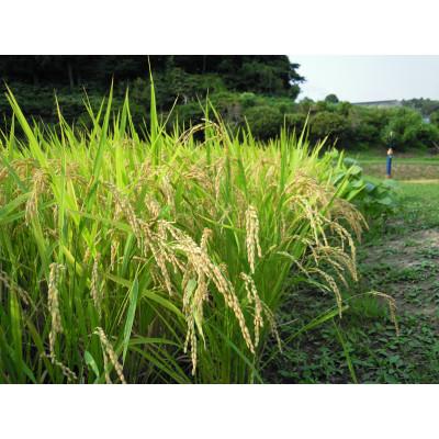 ふるさと納税 茂原市 令和7年産 千葉県茂原市産「コシヒカリ100