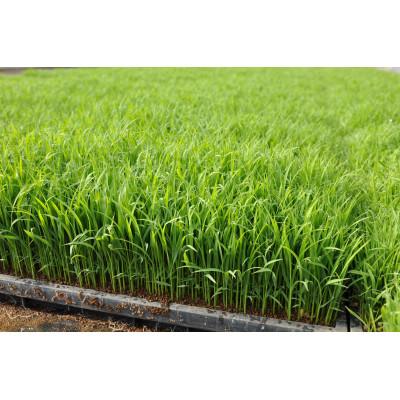 ふるさと納税 茂原市 令和7年産 千葉県茂原市産「コシヒカリ100