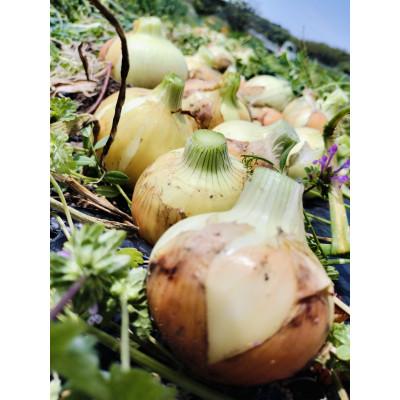 ふるさと納税 武豊町 【4月から順次発送】こだわり玉ねぎ10kg 栽培期間中化学肥料/農薬不使用の画像