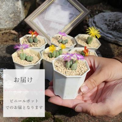 コノフィツム オブコルデルム 20種類1苗ずつセット 速達 コノフィツム