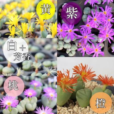 バラ販売OK）コノフィツム種子 コレクション用 496種類 １０粒ずつセット バラ販売OK）コノフィツム種子 コレクション用 496種類 10粒ずつ