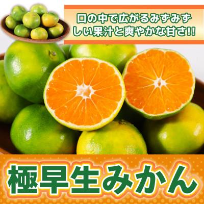 ふるさと納税 熊本市 極早生みかん約2.5kg(熊本市)