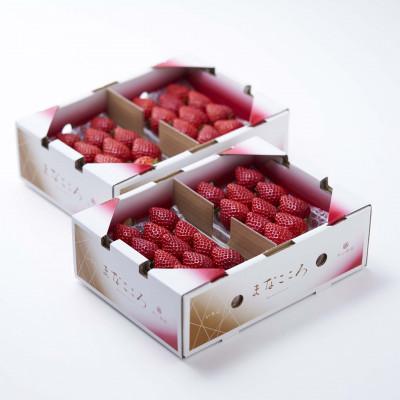 ふるさと納税 東松山市 ★先行予約★[べにたま]厳選いちご まなこころ 葵(あおい) 4パック 2026年1月〜発送開始