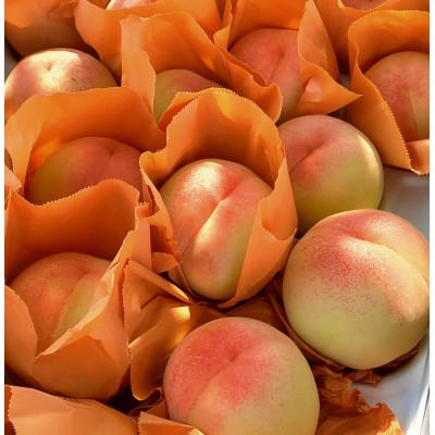 ふるさと納税 岡山市 岡山市産 白桃 ご家庭用 約1.5kg 5〜6玉 先行予約【2026年7月中旬〜8月下旬頃出荷】の画像