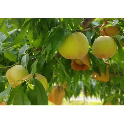 ふるさと納税 岡山市 岡山市産 白桃 ご家庭用 約1.5kg 5〜6玉 先行予約【2026年7月中旬〜8月下旬頃出荷】の画像