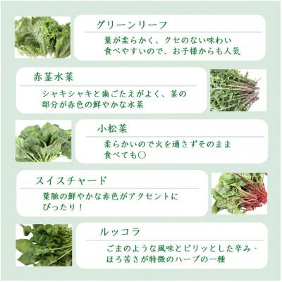 ふるさと納税 吉岡町 品種おまかせ!LED菜園野菜ミックス 500g×1パック_3