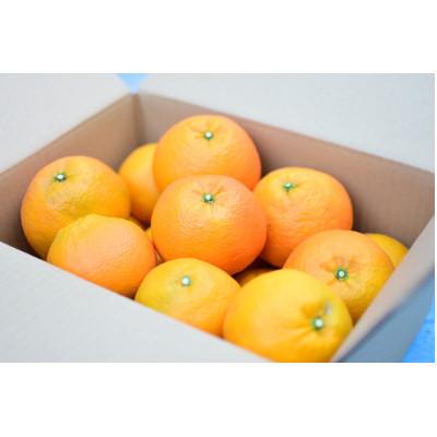 ふるさと納税 松山市 [2026年1月から順次発送] いよかん 3kg