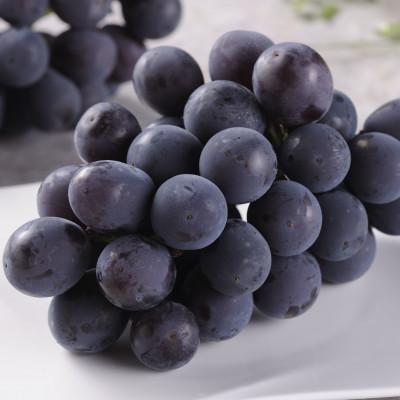 ふるさと納税 浜松市 [2026年8月分 先行受付]浜松市 ピオーネ(合わせ房) 約300g×2パック