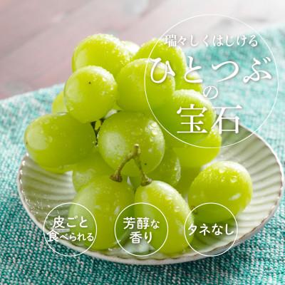 ふるさと納税 かつらぎ町 【先行予約!】シャインマスカット(ぶどう)秀