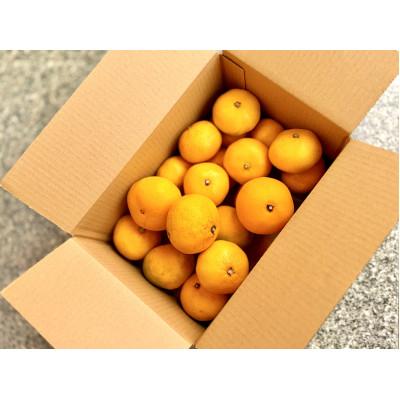 ふるさと納税 浜松市 2025年11月中旬より順次発送 三ケ日みかん 約2kg 静岡浜松市