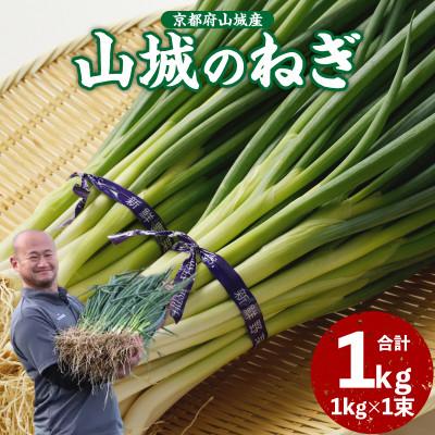 ふるさと納税 木津川市 京野菜 山城のねぎ 1kg