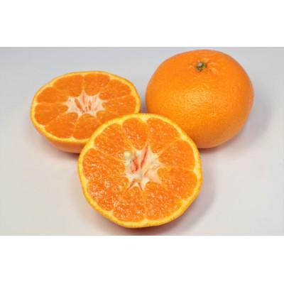 ふるさと納税 今治市 [宗方印][数量限定]はるみ 約3kg(家庭用)[K003580K3]