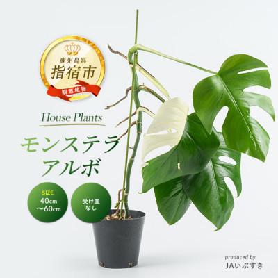 ふるさと納税 指宿市 [観葉植物]モンステラ・アルボ 40cm〜60cm(042-2023)