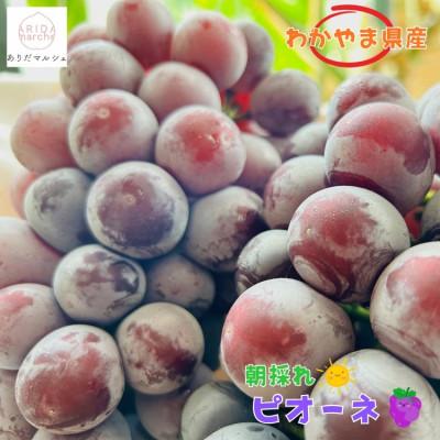 ふるさと納税 かつらぎ町 フルーツ王国和歌山のたねなし ピオーネ 約1.2kg(2〜3房)