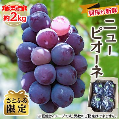 ふるさと納税 津山市 [さとふる限定]北海道、沖縄のみお届け[2026年度発送分]早起き農家の直送便 ニューピオーネ2kg