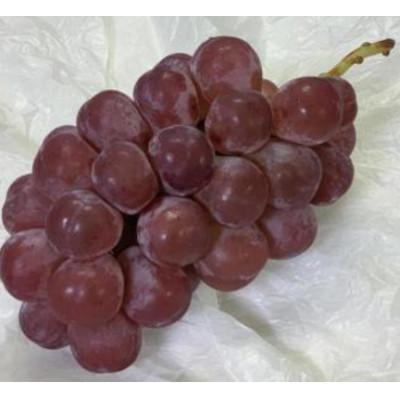 ふるさと納税 千曲市 [2026年発送]ぶどう「スカーレット」約1kg〜1.2kg