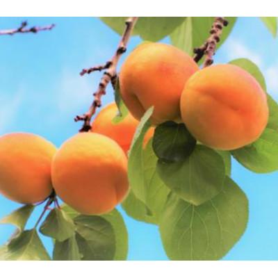 ふるさと納税 千曲市 [2026年発送]杏子 昭和 約1kg