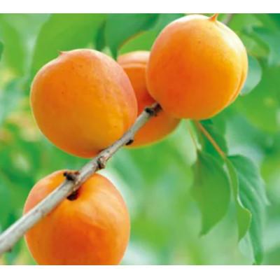 ふるさと納税 千曲市 [2026年発送]杏子 信州大実 約1kg