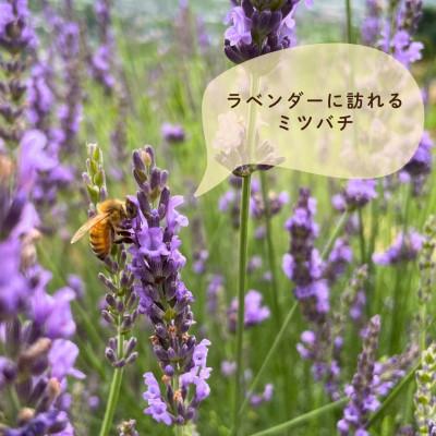 ふるさと納税 山梨市 【さとふる限定】山梨市産 非加熱純粋はちみつ 185g×2本の画像