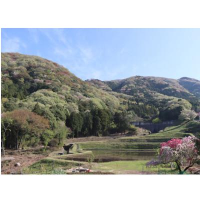 ふるさと納税 那珂市 山桜はちみつと春の田舎はちみつの3種セット【B3山桜】【茨城県共通返礼品/五霞町】_2