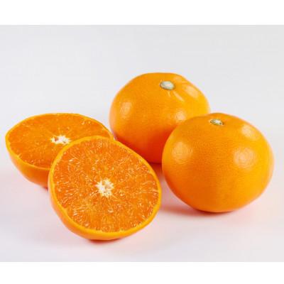 ふるさと納税 八幡浜市 [家庭用]せとか1.5kg[A21-54]