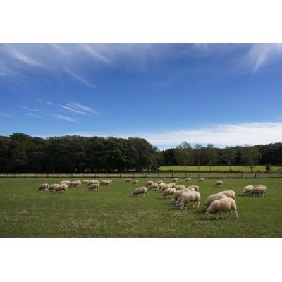 ふるさと納税 置戸町 【100%ピュア田中ハニー】田中牧場の土地で採蜜された100%ピュアハニー 240g×2瓶の画像