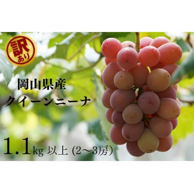 ふるさと納税 倉敷市 [2026年先行受付] 岡山県産 訳ありクイーンニーナ 計1.1kg以上 2〜3房 産直・朝採れ