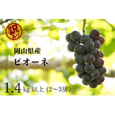 ふるさと納税 倉敷市 [2026年先行受付] 岡山県産 訳ありピオーネ 計1.4kg以上 2〜3房 産直・朝採れ
