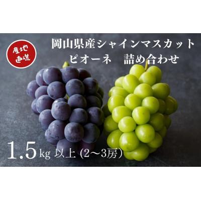 ふるさと納税 倉敷市 厳選 岡山県産 シャインマスカット・ピオーネ 詰合せ 計1.5kg以上 2〜3房 産直・朝採れ