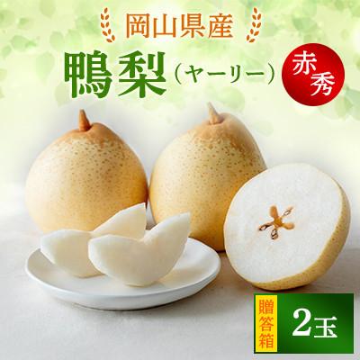 ふるさと納税 玉野市 ヤーリー2玉贈答箱赤秀 (YR-10)