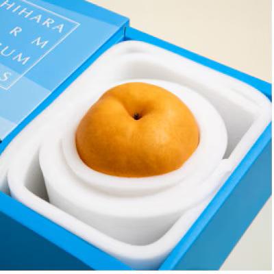 ふるさと納税 玉野市 備前横綱梨1玉箱赤秀(1〜1.5kg玉)(BY1-10)