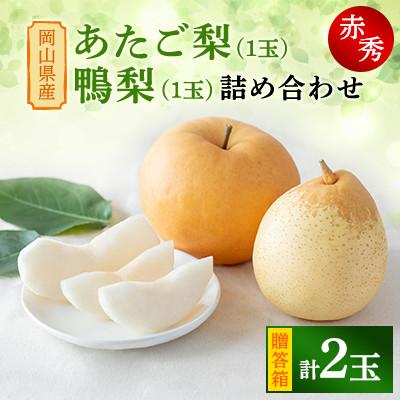 ふるさと納税 新見市 詰め合わせ2玉贈答箱赤秀 あたご1玉・鴨梨1玉 (AY-10)