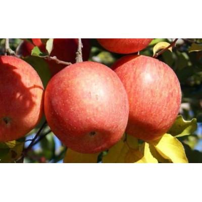 ふるさと納税 小布施町 [訳あり] サンふじ 約3kg(6〜12玉)