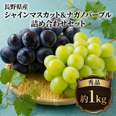 ふるさと納税 千曲市 [2026年発送]シャインマスカット&ナガノパープル 詰め合わせセット 約1kg※最低900g以上