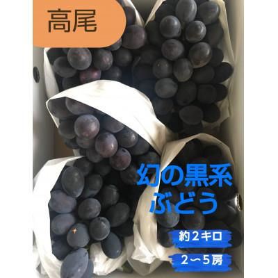 ふるさと納税 南陽市 [生産量の少ない大粒ぶどう]高尾 種無しぶどう 約2kg(2〜5房)[S2603]