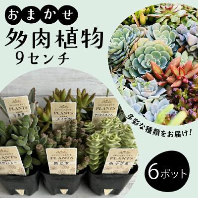 ふるさと納税 藤沢市 多肉植物 9cm おまかせ 6ポット