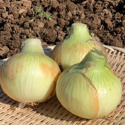 ふるさと納税 平戸市 【先行受付】ジャンボにんにく約1kg・新玉葱約5kgセットの画像