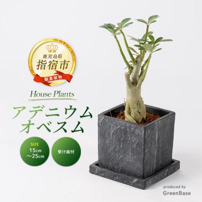 ふるさと納税 指宿市 [観葉植物]アデニウム・オベスム15cm〜25cm (016-2056)
